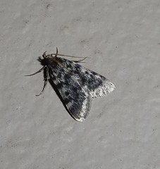 Aglossa