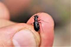 Cicindela abdominalis