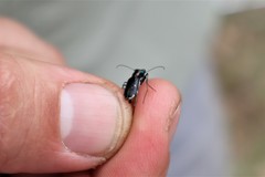 Cicindela abdominalis
