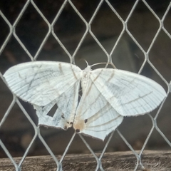 Dissoprumna erycinaria