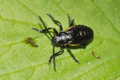 Arima marginata