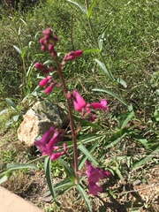 Penstemon pseudospectabilis