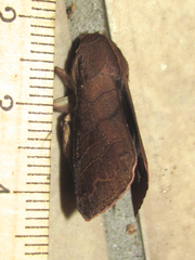 Marilopteryx lamptera