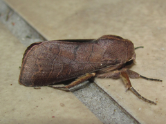Marilopteryx lamptera