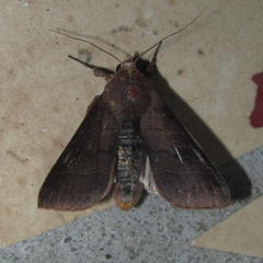 Marilopteryx lamptera