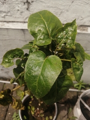 Solanum betaceum