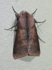 Marilopteryx lamptera