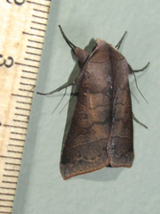 Marilopteryx lamptera