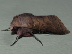 Marilopteryx lamptera