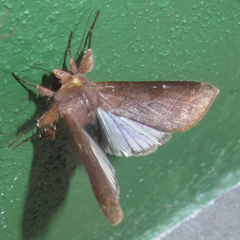 Marilopteryx lamptera
