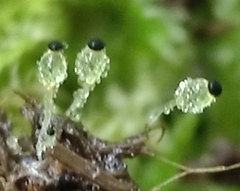 Pilobolus crystallinus