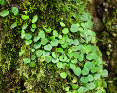 Peperomia serpens