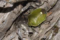 Chlorochroa juniperina