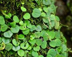 Peperomia serpens
