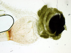 Pilobolus crystallinus