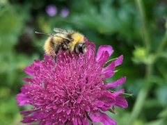 Bombus pratorum