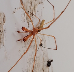 Tetragnatha rubriventris