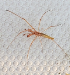 Tetragnatha rubriventris