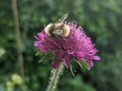Bombus pratorum