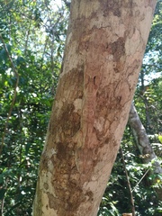 Uroplatus henkeli
