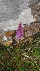 Gymnadenia borealis