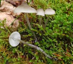 Mycena abramsii