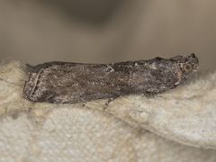 Phobus funerella