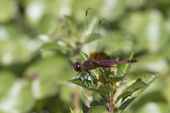 Erythrodiplax fervida