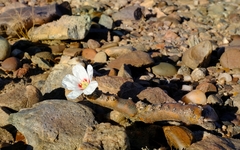 Monsonia multifida