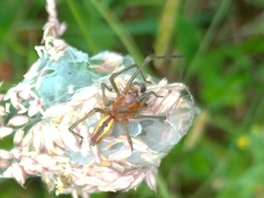 Cheiracanthium punctorium