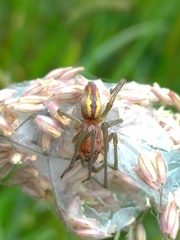 Cheiracanthium punctorium
