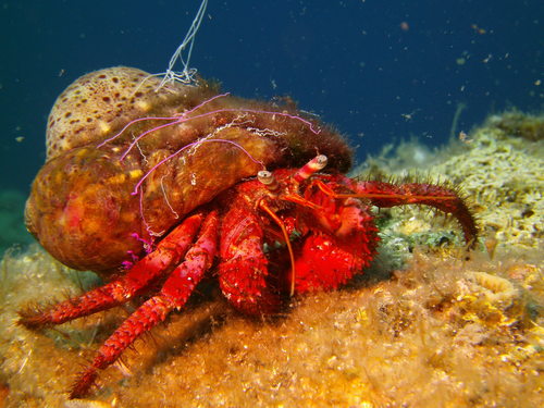 Red Hermit Crab, photo 2 of 10