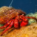 Red Hermit Crab - Photo (c) Zaira Da Ros, some rights reserved (CC BY-NC), uploaded by Zaira Da Ros