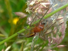 Cheiracanthium punctorium