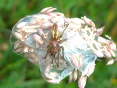 Cheiracanthium punctorium