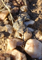 Agama anchietae