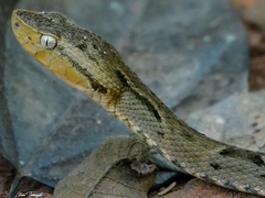 Bothrops moojeni