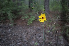 Coreopsis gladiata