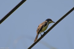 Hemipus hirundinaceus