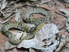Bothrops moojeni