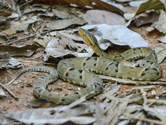 Bothrops moojeni