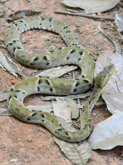 Bothrops moojeni