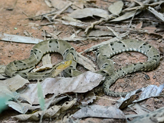 Bothrops moojeni