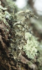 Ramalina leptocarpha