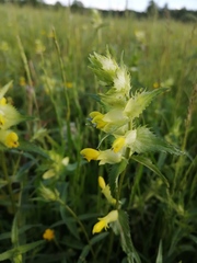Rhinanthus serotinus