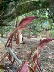 Catasetum tabulare