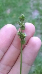 Carex aggregata