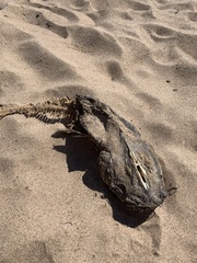 Pylodictis olivaris