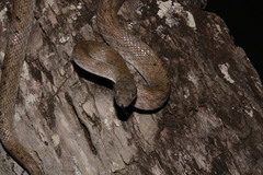 Madagascarophis colubrinus