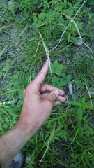 Sphenopholis intermedia